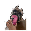 bolo-ice-cream