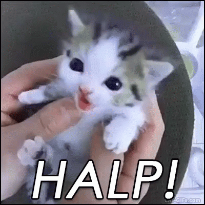 halp-kitten