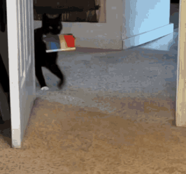 pride_flag_cat