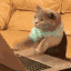 typing_cat Slack emoji